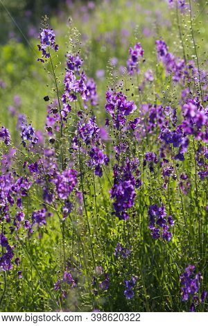 Wild Blue Flowers Delphinium Elatum. Larkspur Flowers. Summer Blooming Meadow. Flowering Field In Th