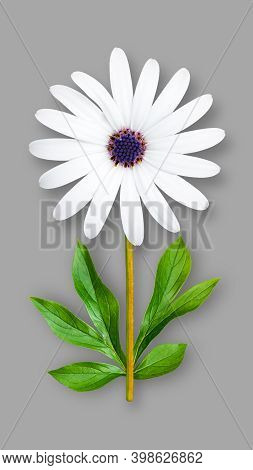Offbeat Chamomile Flower. Composition Of White Chamomile With A Blue Core And Peony Leaves. Art Obje