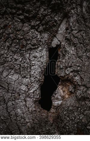 Texture Of The Bark. Hollow In Oak Tree