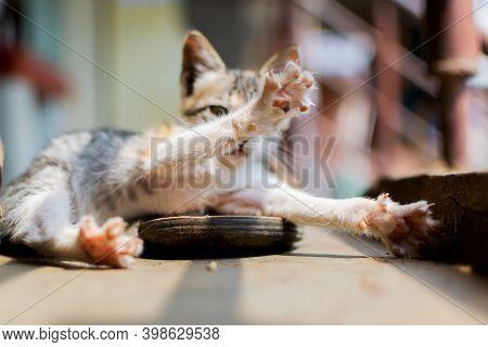 Cat Stretching Muscles To Get Their Muscles Moving Again After Nap To Keep It Ready To Pounce. Selec