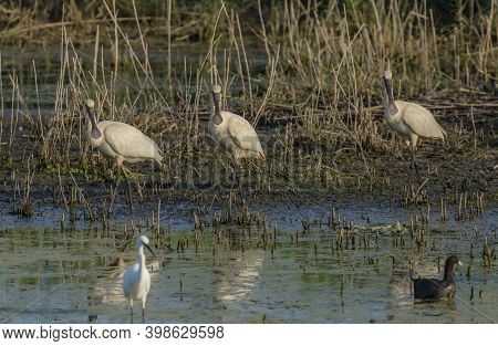 The Royal Spoonbill Is A Large Bird With Its Beak The Shape Of A Large Spoon