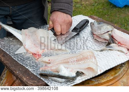 Fisherman Cutting Fillet On A Pollack After Fishing In Brittany