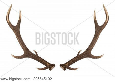 Deer Antlers. Isolatedon White Background. A Pair Of Red Deer Antlers On A White Background