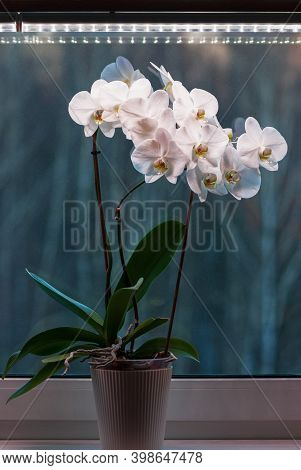 Potted Moth Orchid Under Led Lamp On Window Sill, White Phalaenopsis Amabilis Blooming In Winter
