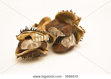 Conkers