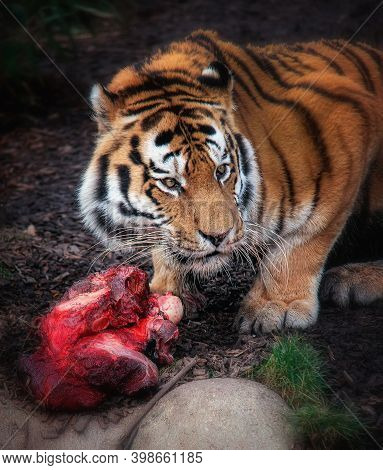 Siberian Tiger With A Big Piece Of Bloody Meat