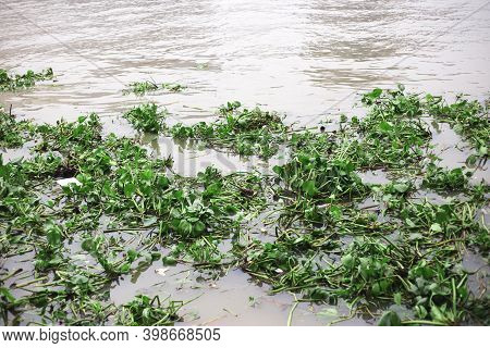 Water Hyacinth Cover A River To Show Wastrel On Water