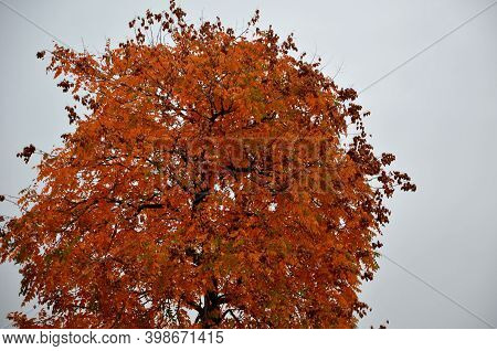 Fruits Hidden In Moose Reddish Capsules, Which Look Like Hanging Lanterns On The Tree. In Addition, 