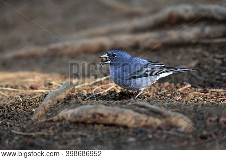 The Tenerife Blue Chaffinch (fringilla Teydea) On The Ground With Berry In Its Beak.rare Songbird On