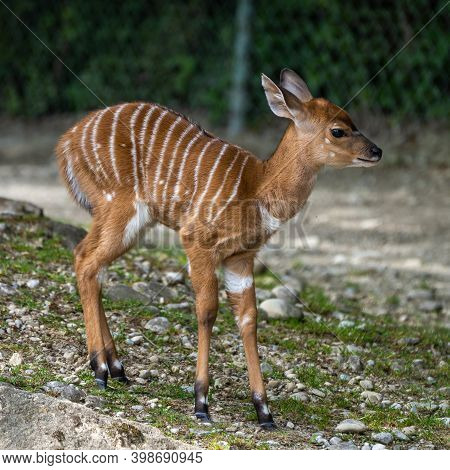 A Young Baby Nyala. Tragelaphus Angasii Is A Spiral-horned Antelope Native To Southern Africa. It Is