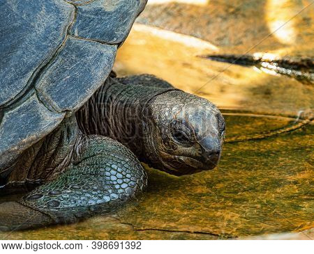 Aldabra Giant Tortoise, Curieuse Marine National Park, Curieuse Island, Seychelles