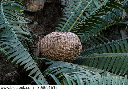 The Fruit Of Ceratozamia Mexicana , A Species Of Plant In The Family Zamiaceae. It Is Found In South