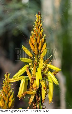 Closeup Of Aloe Cryptopoda, Also Known As Yellow Aloe And Aloe Cryptopoda Baker. It Is A Species Of 