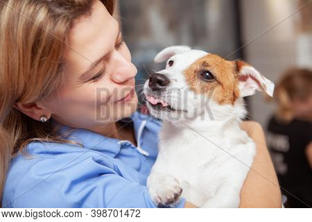 Close Up Of A Cute Jack Russel Terrier Showing Its Tongue, Kissing Cheerful Female Vet. Mature Woman