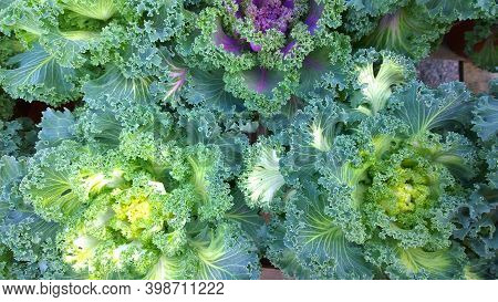 Ornamental Cabbage. Flowering Kale. Garden Trends. Brassica Oleracea Glamour Red And Chidori White V