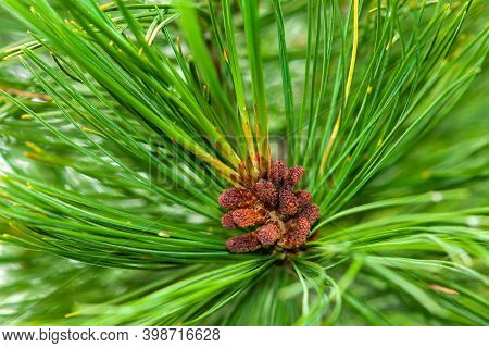 Evergreen Fluffy Cedar Tree Branch With Female Buds Covered With Pollen. Selective Focus, Close-up.