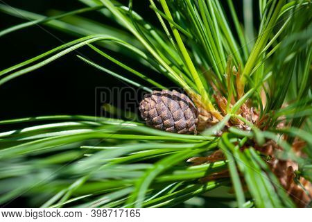 A Young Growing Cedar Cone On A Fluffy Green Branch Covered With Needles. Close-up, Selective Focus