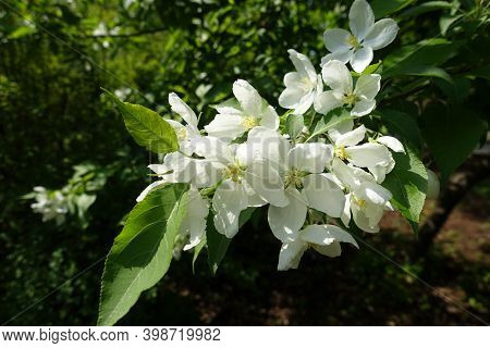 Cymose Inflorescence Of Apple Tree In April