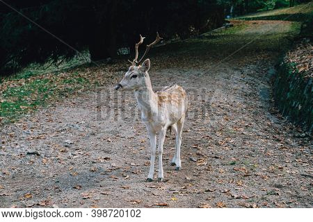 Beautiful Young Fallow Deer In The Autumn Forest.