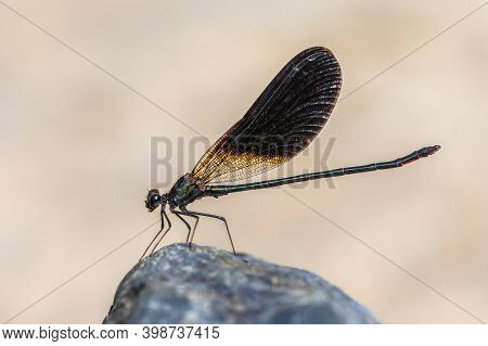 Copper Demoiselle (calopteryx Haemorrhoidalis) Male Damselfly Perched On Stone Against Bright Backgr