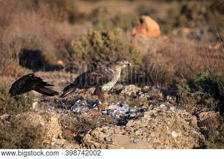The Bonelli\'s Eagle (aquila Fasciata) On A Rock With Prey. A Pair Of Hawk Eagles On A Rock In The S