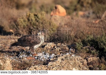 The Bonelli's Eagle (aquila Fasciata) On A Rock With Prey With Brown Background.