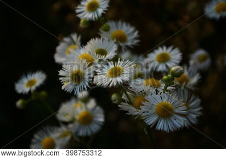 Chamomile Field Flowers Border. Beautiful Nature Scene With Blooming Medical Chamomilles In Sun Flar