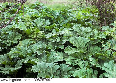 Many Leaves Of The Plant Borschevika Sosnovsky In The Forest In Summer. Young Sprouts And Leaves Wit