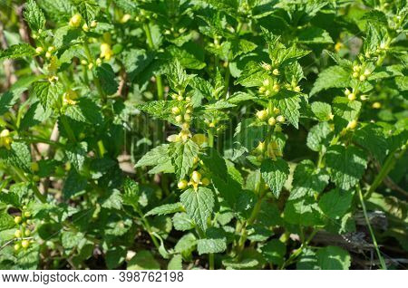 Galeobdolon Luteum Plant Blooms In The Meadow