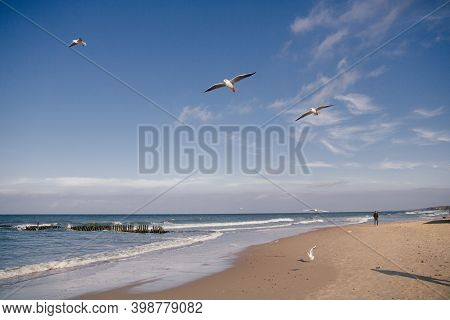 Flock Of Flying Seagulls Close-up On The Coast Of The Baltic Sea In Autumn Windy Sunny Day.