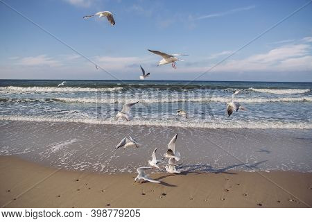 Flock Of Flying Seagulls Close-up On The Coast Of The Baltic Sea In Autumn Windy Sunny Day.