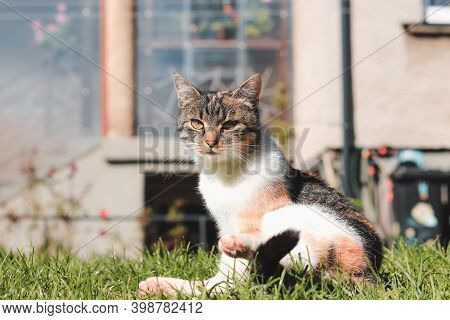 Young Cat Basks In The Direct Midday Sun And Stretches Its Limbs. Afternoon Warm-up. Uncomprehending