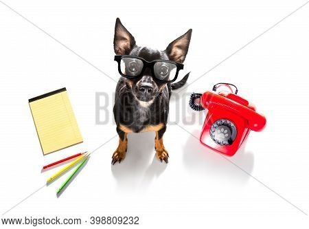 Prague Ratter Dog On The Phone Or Telephone Isolated On White Background