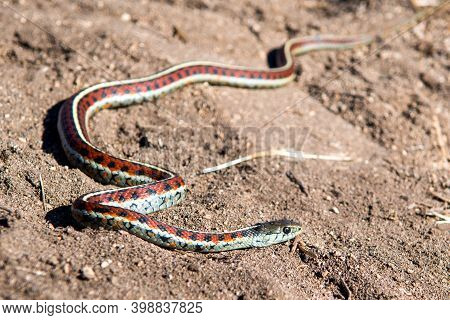 California Red-sided Garter Snake In Sand Found On Northern California Coast