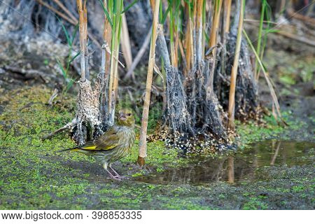 European Greenfinch Or Carduelis Chloris In Wild Nature