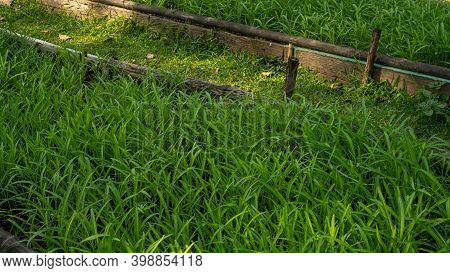 Young Morning Glory Plant Or Green Leaves Water Spinach Vegetable Planting In A Garden
