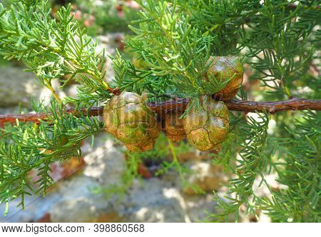 Nature And Flora Of The Republic Of Abkhazia. Beautiful Nature Of The Mediterranean.