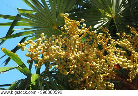 Nature And Flora Of The Republic Of Abkhazia. Beautiful Nature Of The Mediterranean.