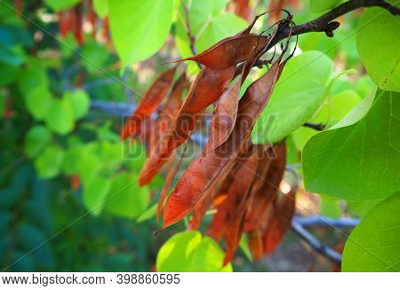Nature And Flora Of The Republic Of Abkhazia. Beautiful Nature Of The Mediterranean.