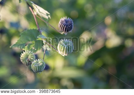 Indian Mallow, Chinese Bell Flower Or Country Mallow (abutilon Indicum) On Tree With Sunlight In The