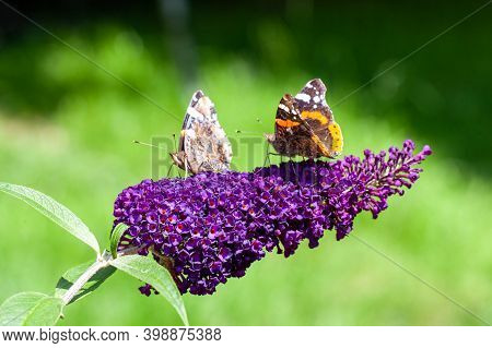 Two Red Admiral, Vanessa Atalanta, Butterflies On Buddleja Flower Or Butterfly Bush. High Quality Ph
