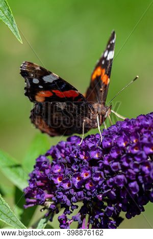 Red Admiral, Vanessa Atalanta, Butterflies On Buddleja Flower Or Butterfly Bush. High Quality Photo