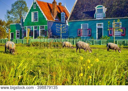 Flock Of Mature Highbred Sheep Pasturing On Green Grass Outdoors. Horizontal Image Composition