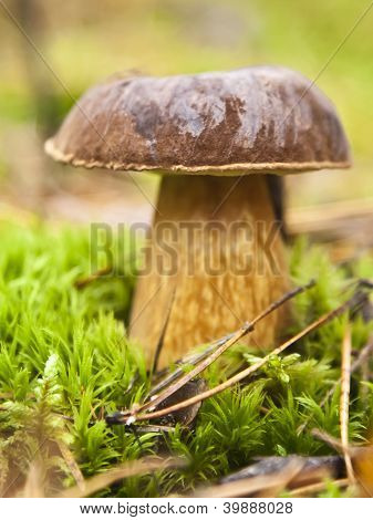 weiÃŸer Pilz