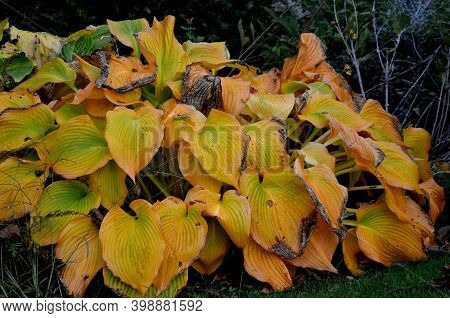 Garden Flower With Giant Leaves With Gray Green Color Just Blooming White Flowers.