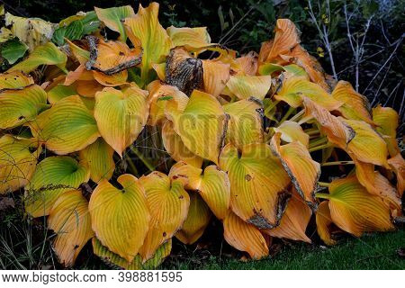 Garden Flower With Giant Leaves With Gray Green Color Just Blooming White Flowers.