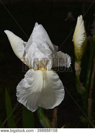 Delicate White Iris And Bud On A Dark Background. Beautiful Decorative Flower