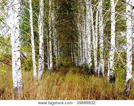 อเวนิว Berezovaya