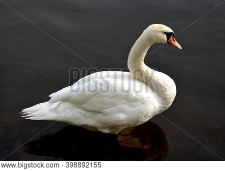 The Whooper Swan Is One Of The Largest Birds In The Czech Republic. He Has A Long, White Body With A