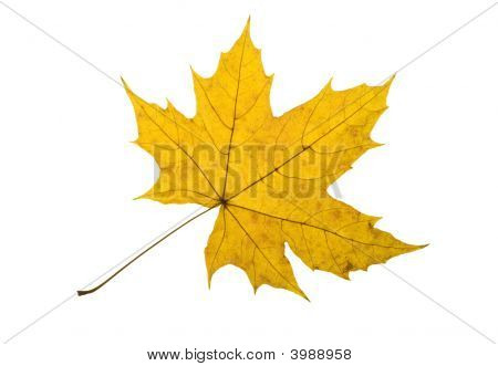 Maple verlof